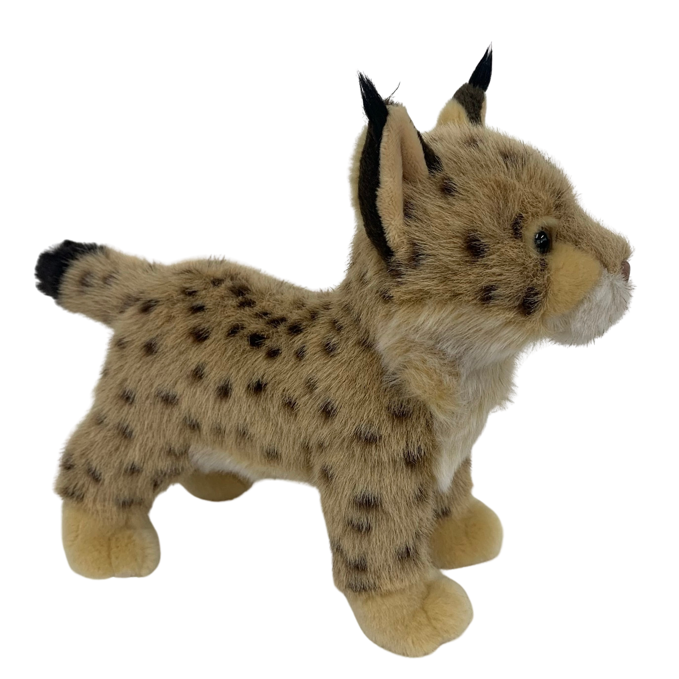 11" Bobcat / Agua Caliente Museum