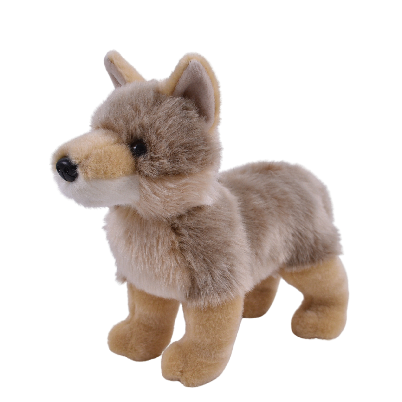 11" Coyote / Agua Caliente Museum