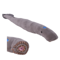 Lamprey Eel, Discover your northwest