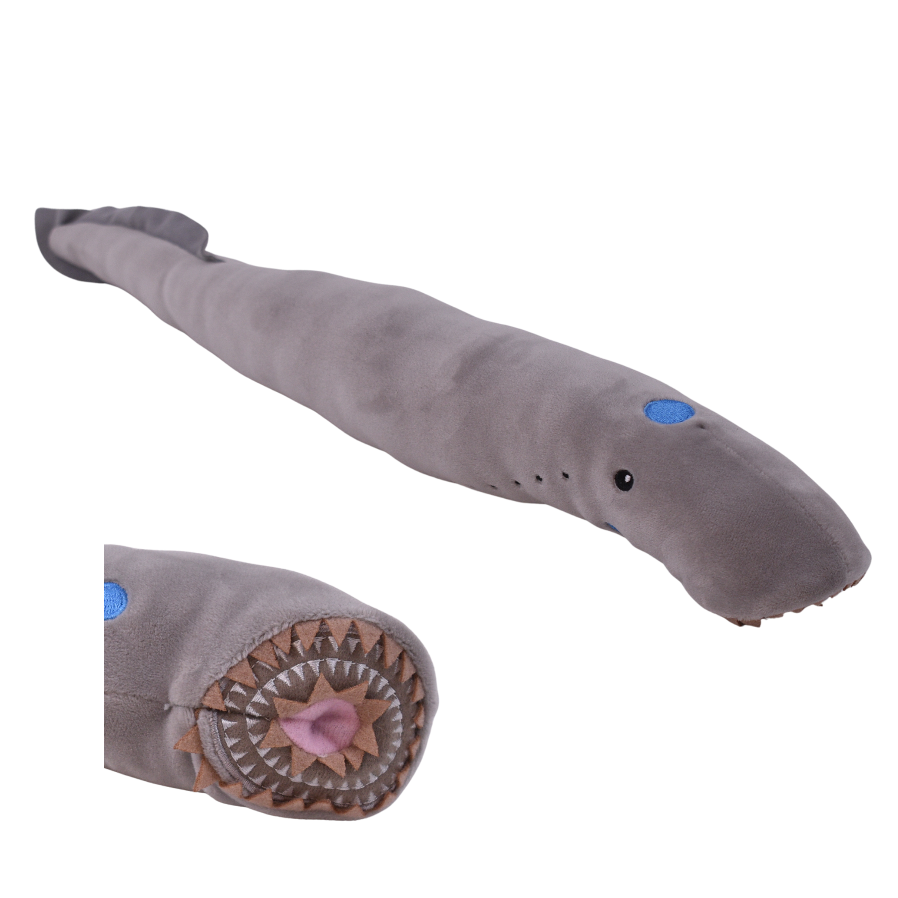 Lamprey Eel, Discover your northwest