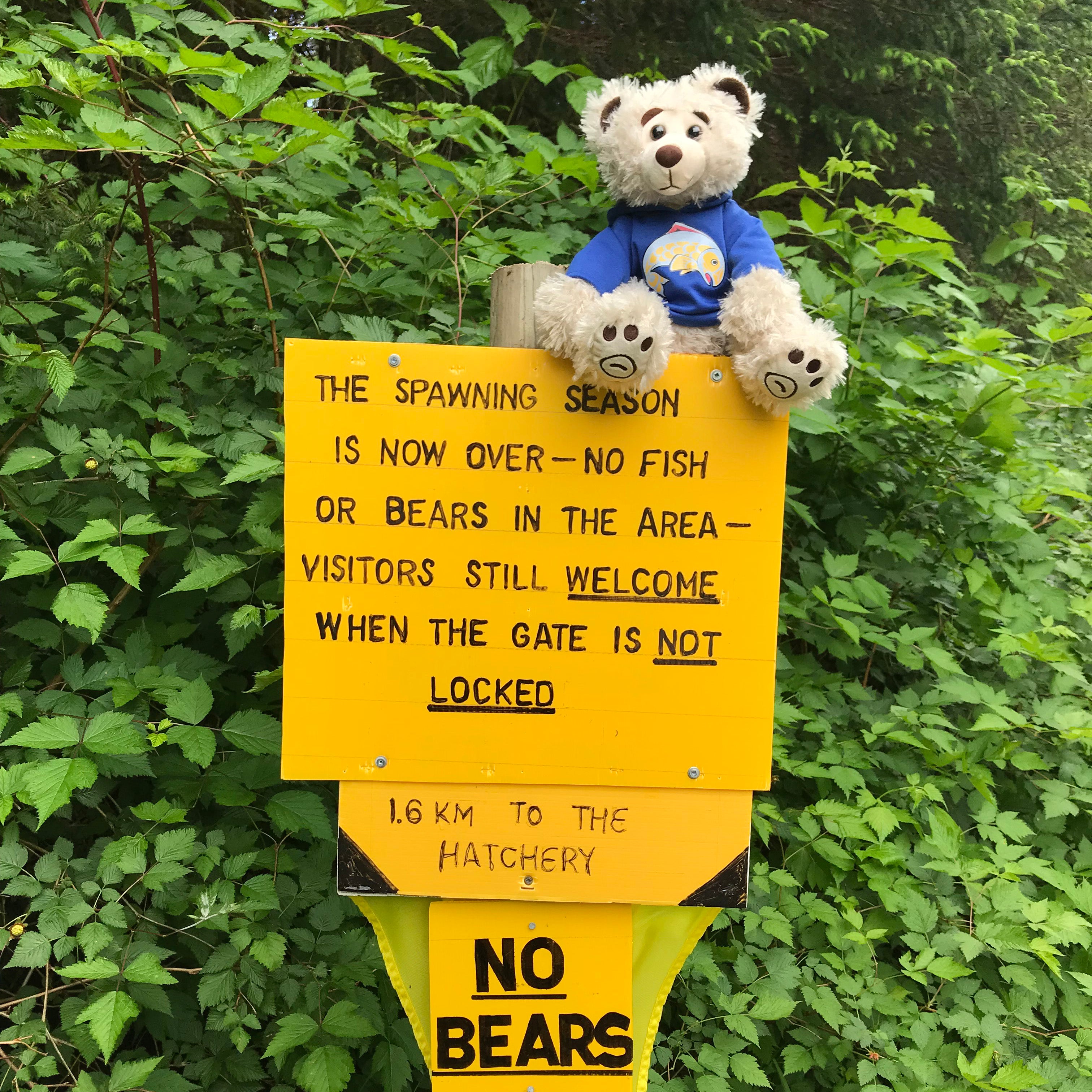 11" Mokey Bear with Salmon Hoodie