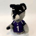 University of Washington Husky